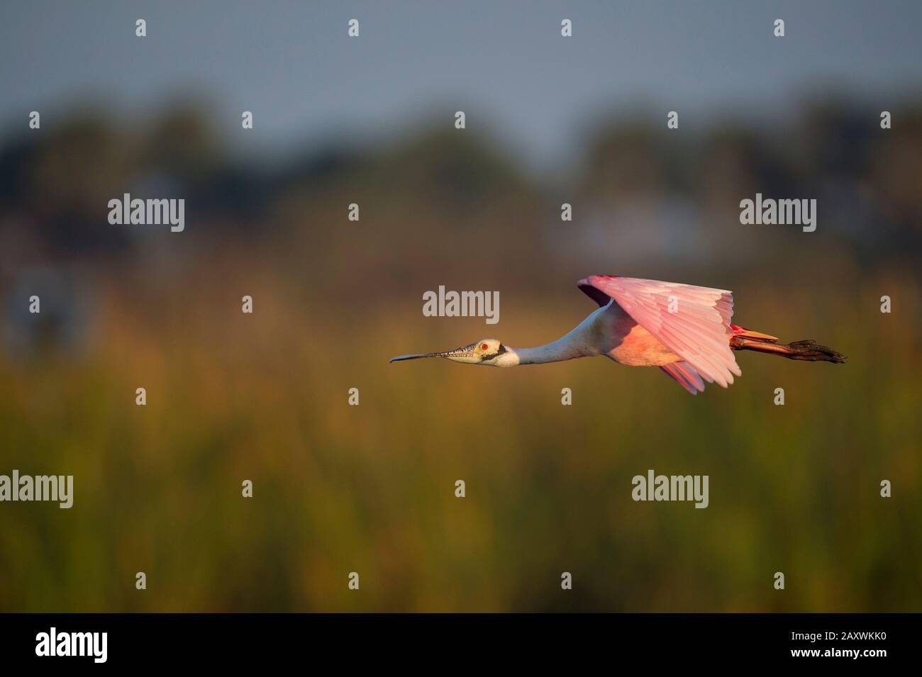 A Roseate Spoonbill flies with its bright pink wings spread in golden ...