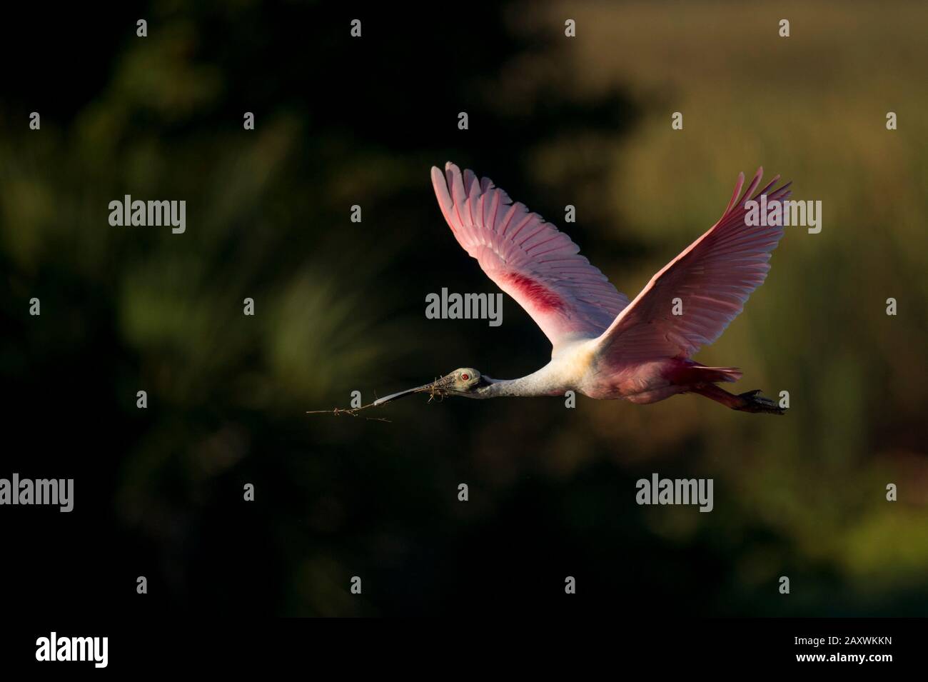 A Roseate Spoonbill flies in front of a dark black background with ...