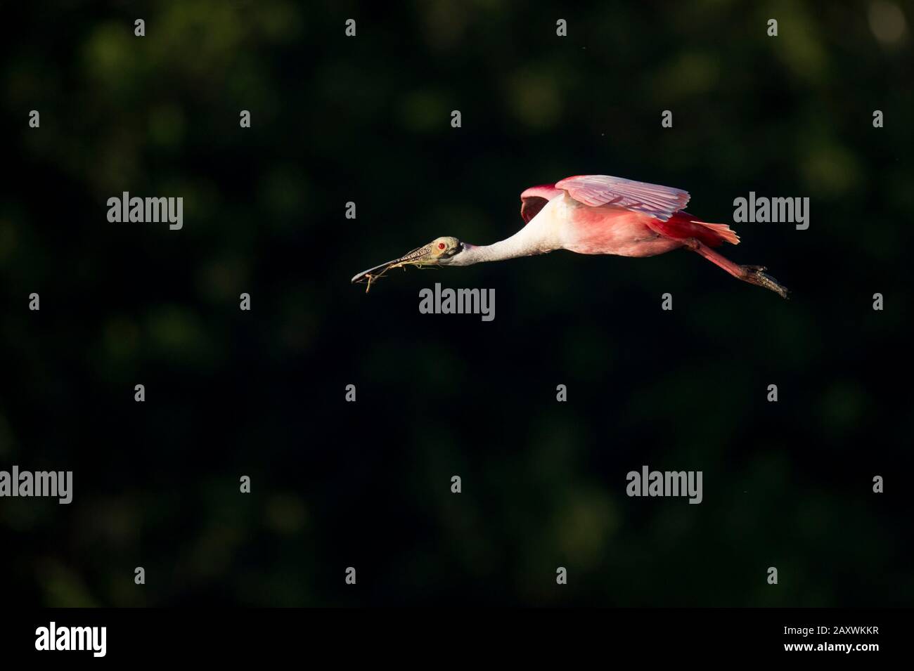 A Roseate Spoonbill flies in front of a dark black background with ...