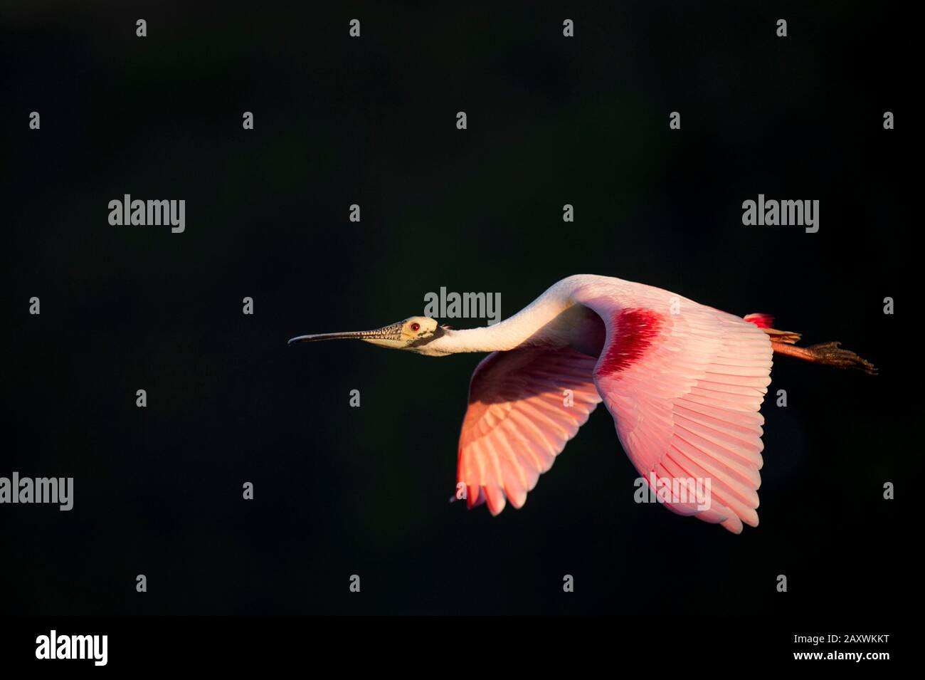 A Roseate Spoonbill flies in front of a dark black background in the ...