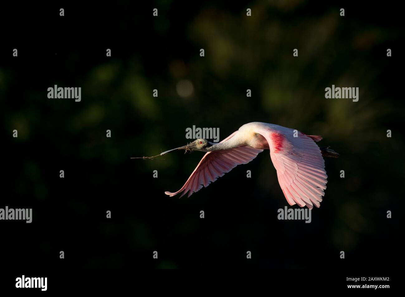 A Roseate Spoonbill flies in front of a dark black background with nesting material in its beak on a bright sunny day. Stock Photo