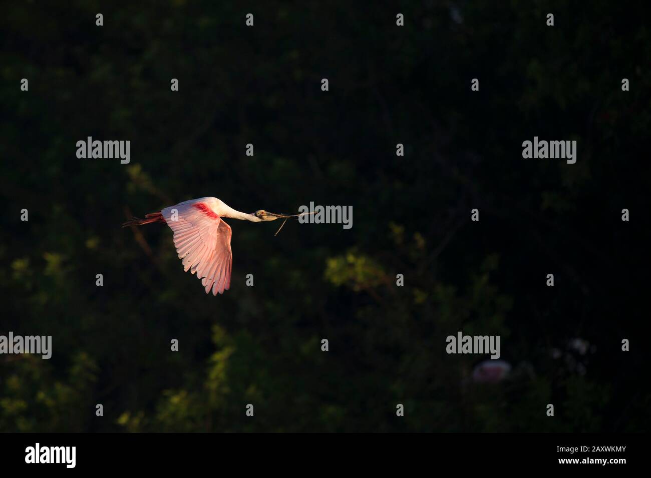 A bright pink Roseate Spoonbill flies in the golden morning sunlight ...