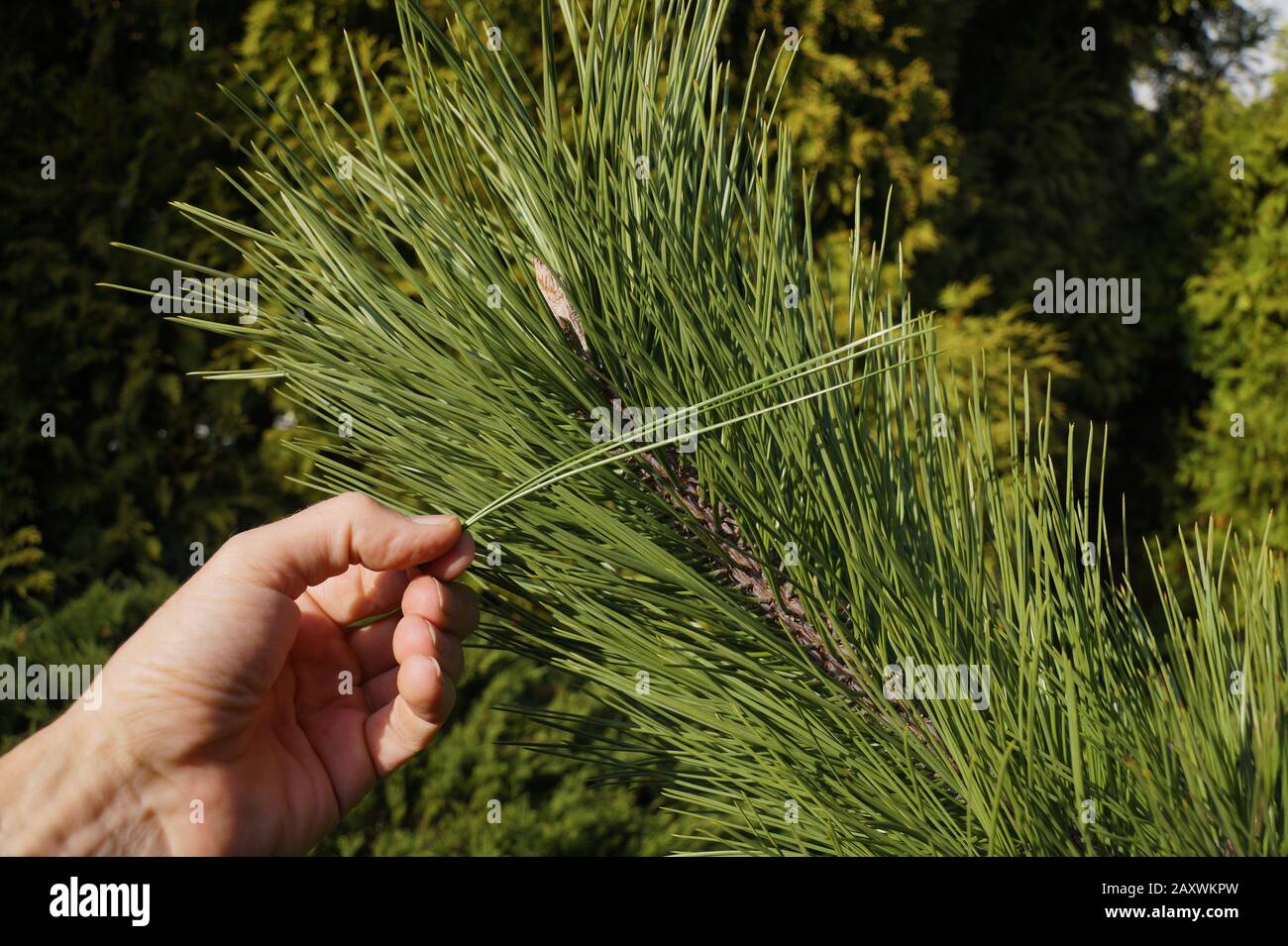 Gardener shows long needles of black pine. Pinus nigra, the Austrian pine or black pine, is an ideal type of tree for planting in cities in a polluted Stock Photo