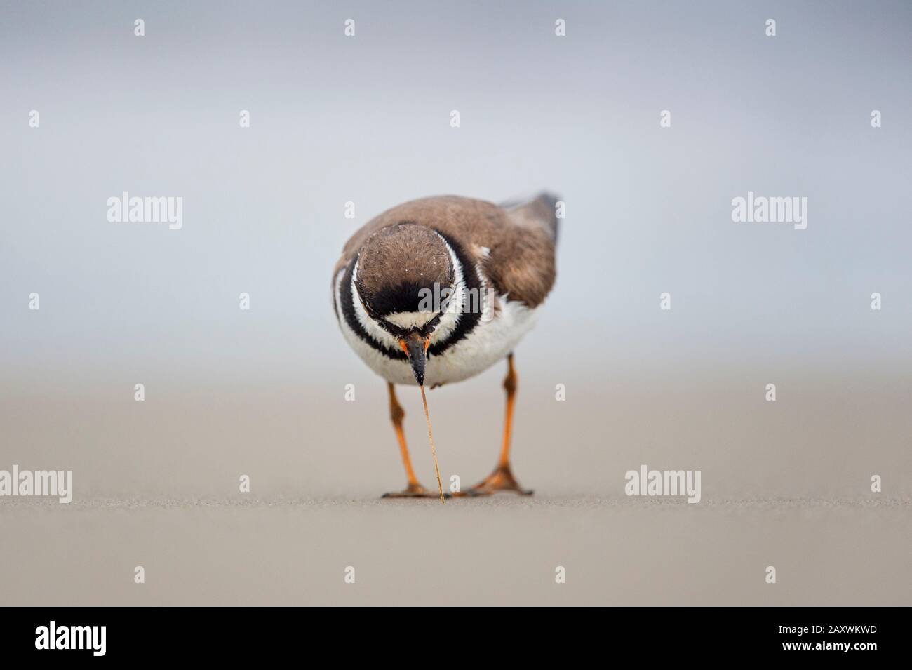 A Semipalmated Plover pulls a worm from the beach sand on a dull overcast day. Stock Photo