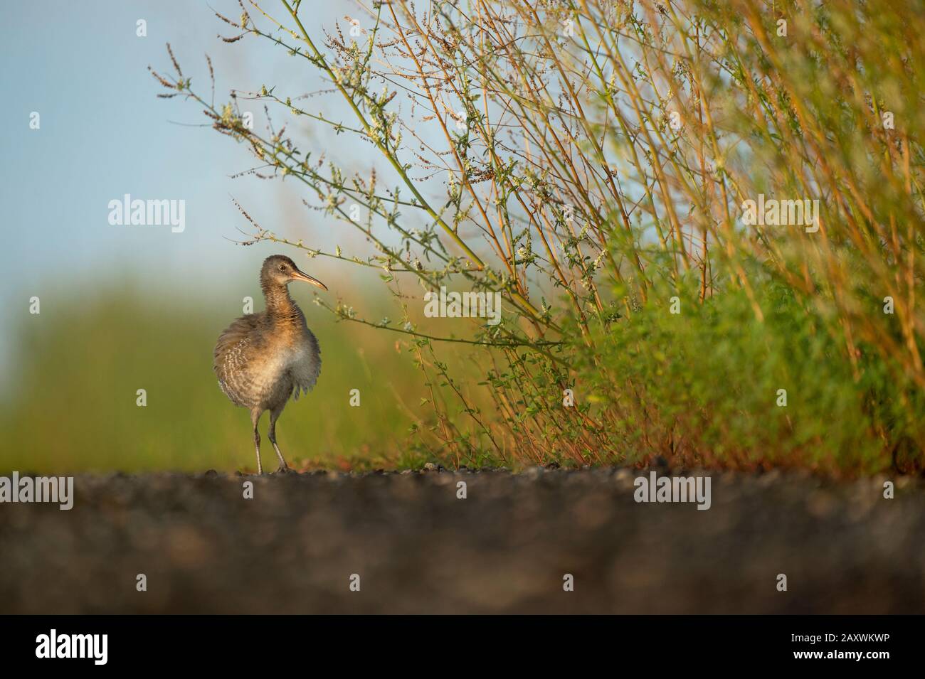 A Clapper Rail all ruffled up on an open road in the bright sunlight. Stock Photo