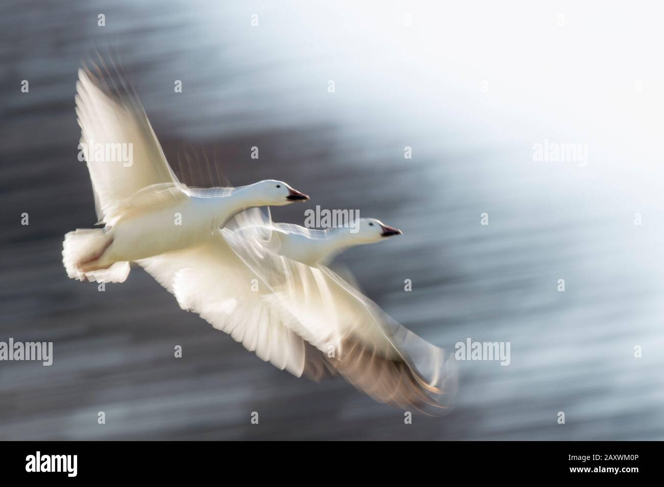 A pair of Snow Geese fly in front of a motion blurred dark tree background on a bright sunny day. Stock Photo