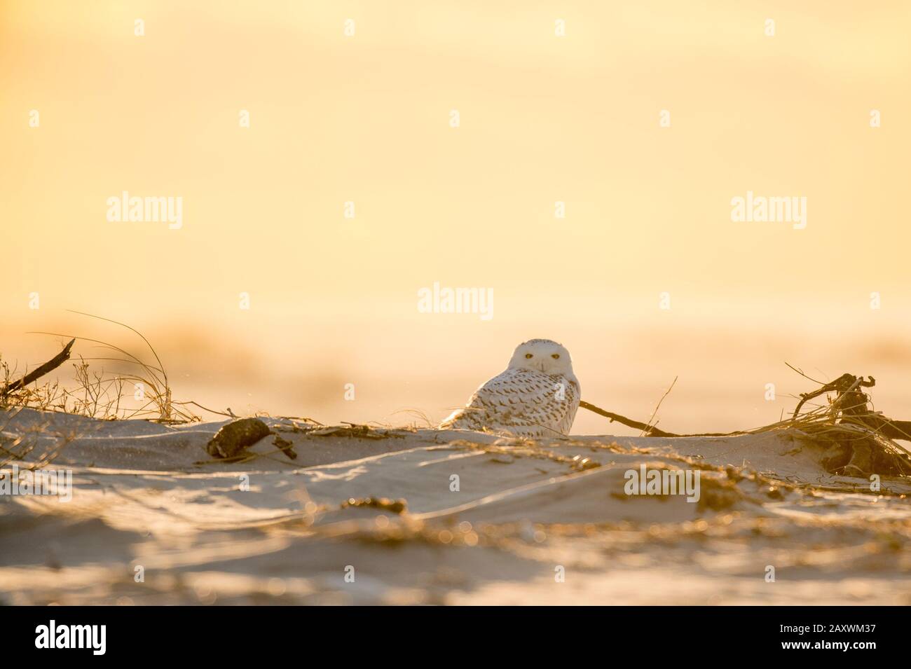 A Snowy Owl sitting on a small hill of sand on an open beach as it glows in the bright setting sunlight. Stock Photo