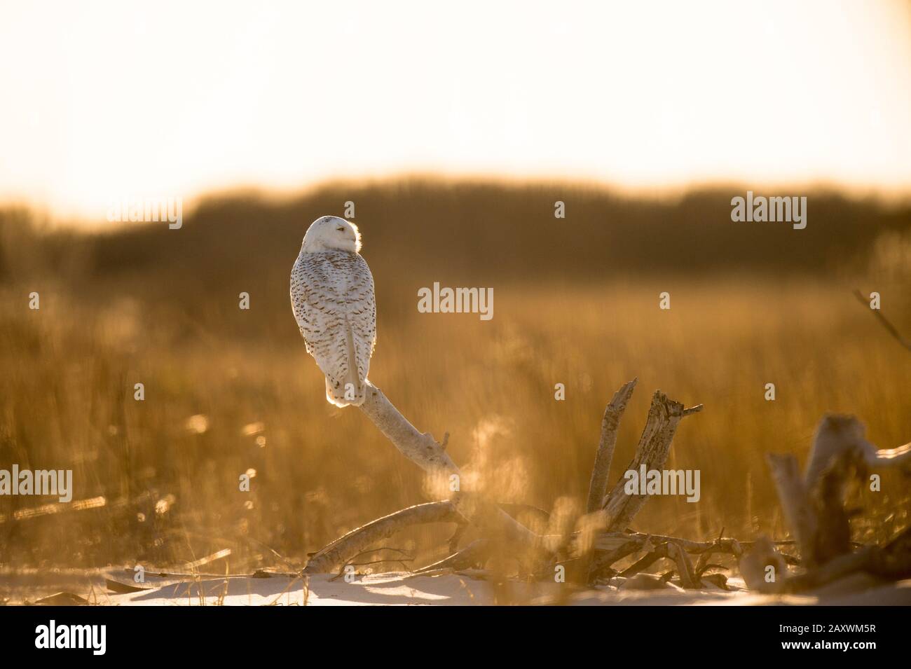 A Snowy Owl perched on driftwood glows in the bright winter sun with brown and golden dune grass in the background. Stock Photo