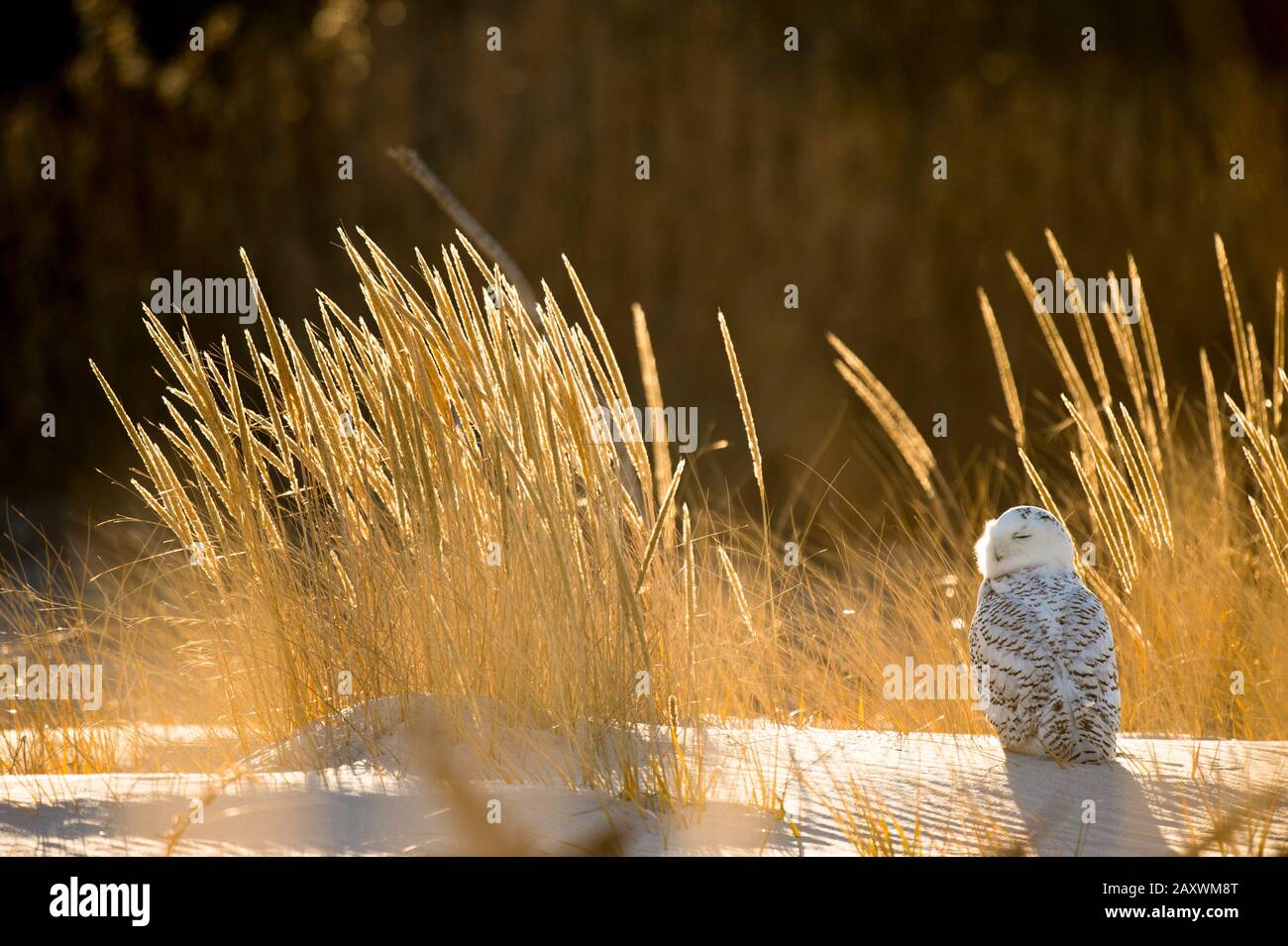 A Snowy Owl perched on a sand dune with golden glowing dune grasses around it in the bright winter sunlight. Stock Photo