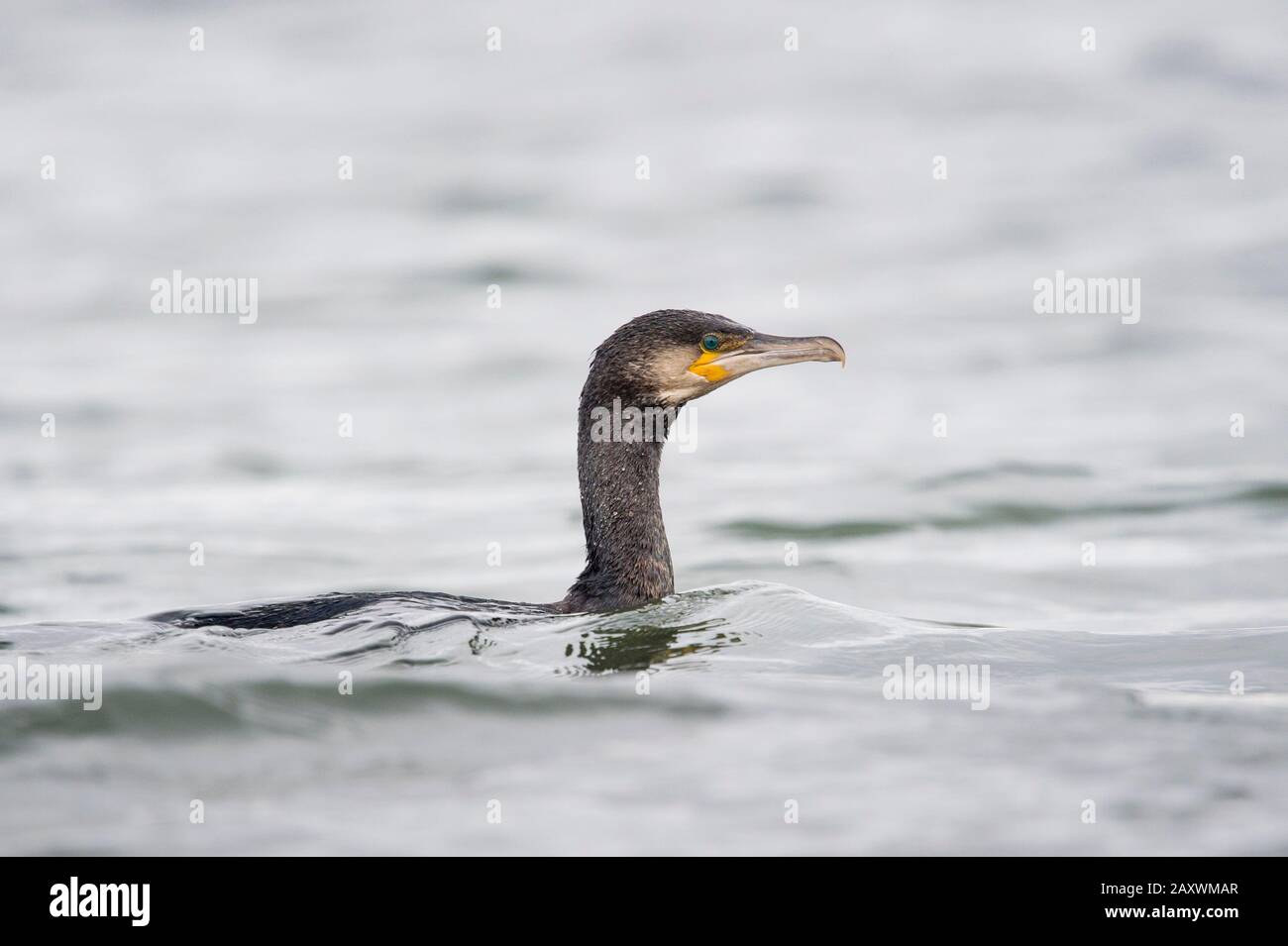 A Great Cormorant swims in the water in soft overcast light. Stock Photo