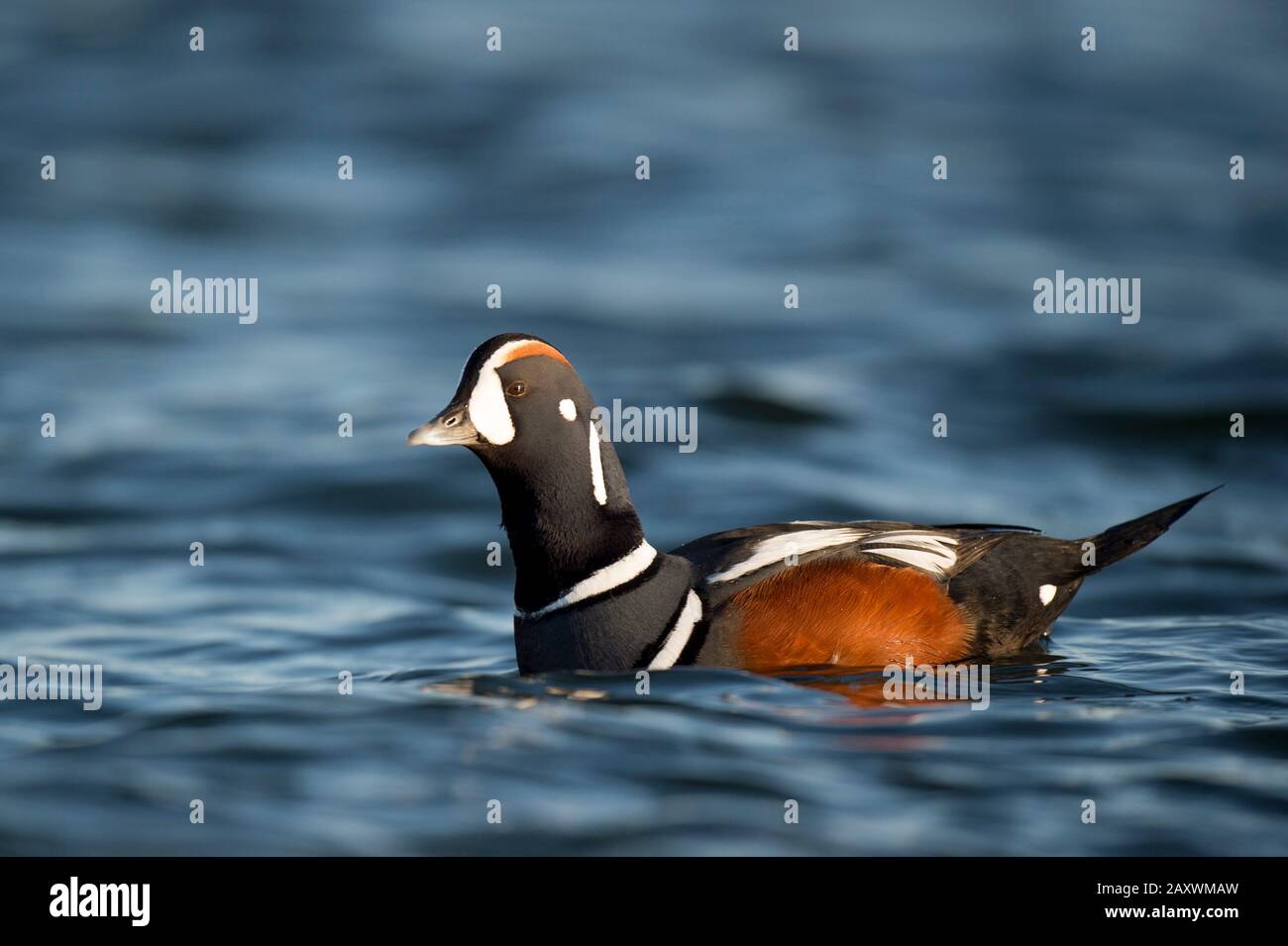 A male Harlequin Duck swims in the bright blue water on a sunny day. Stock Photo