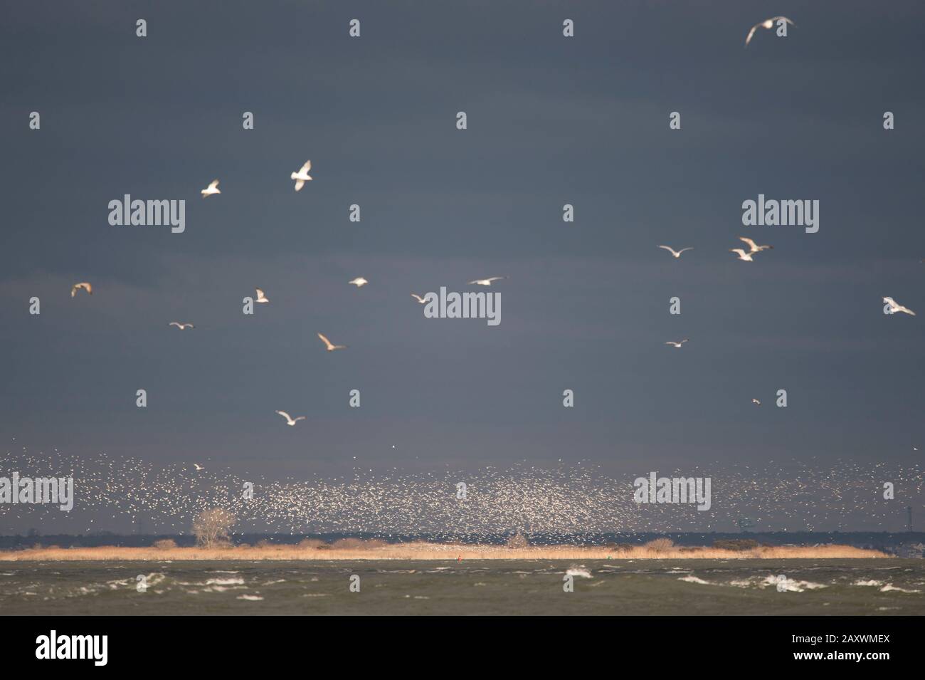 A flock of thousands of gulls fly in the air in front of a stormy sky as the sun shines on them. Stock Photo