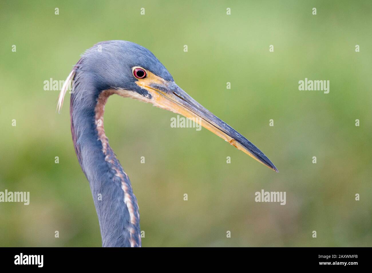 A close-up detailed photo of a Tricolored Heron portrait with a smooth green grass background in soft light. Stock Photo