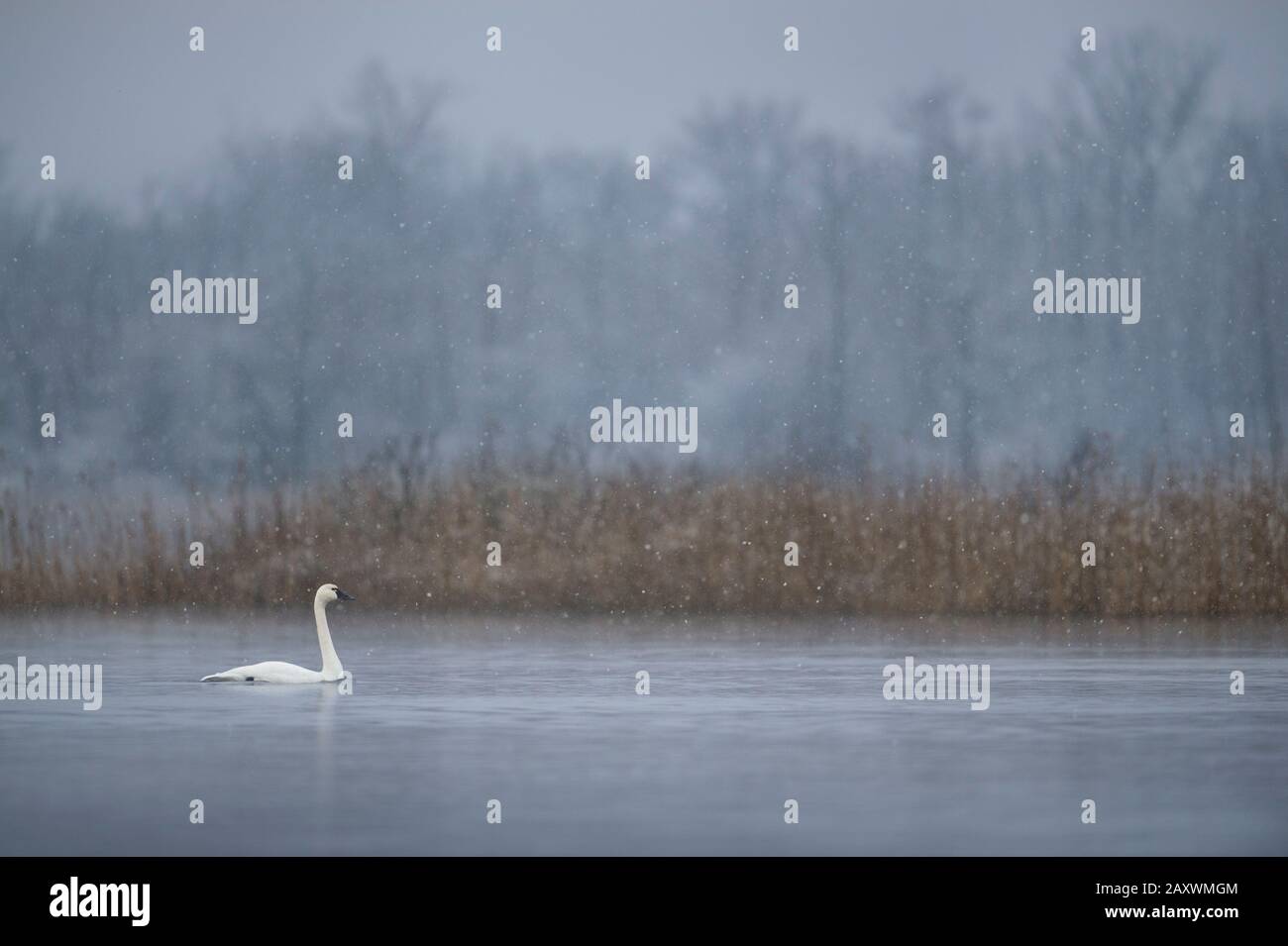 A Tundra Swan swims on the calm water in a light falling snow on a cold winter morning. Stock Photo