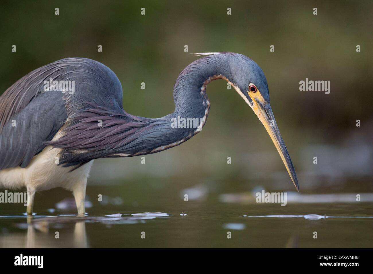 A Tricolored Heron wades in the shallow water in soft overcast light with a smooth green background. Stock Photo