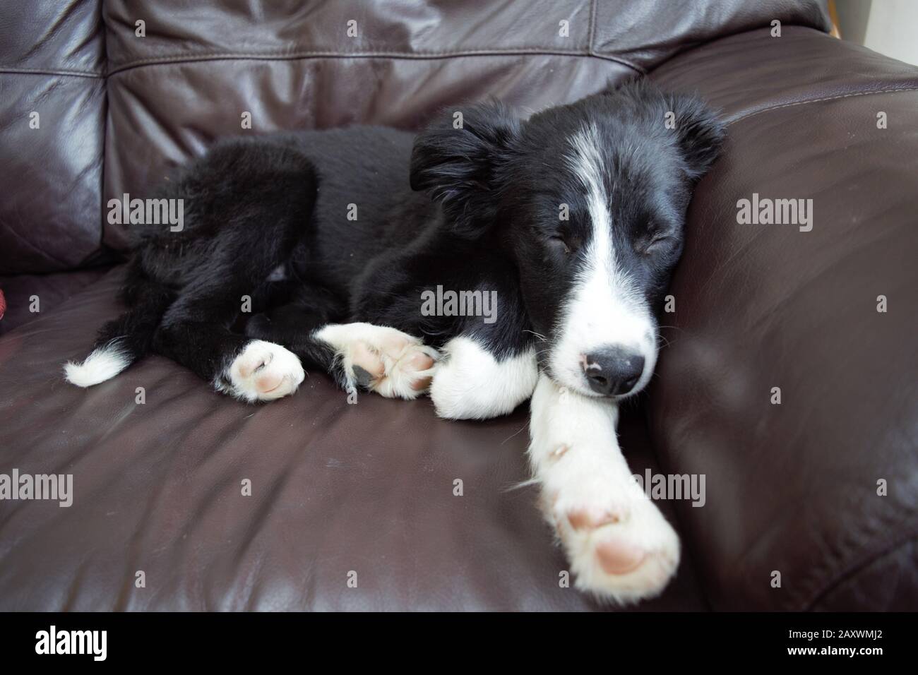 relaxing border collie puppy on a sofa Stock Photo