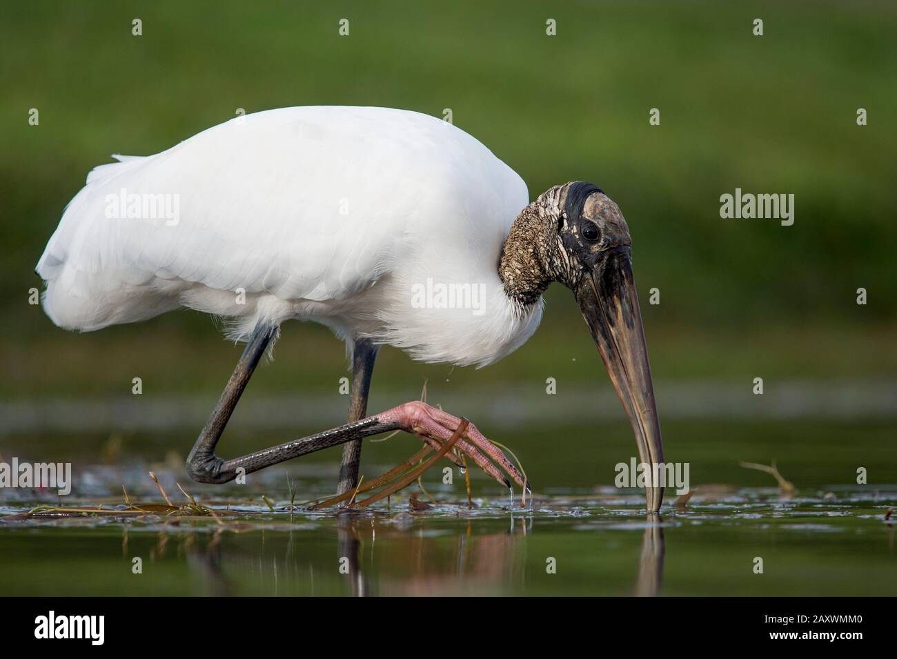 A Wood Stork wading in shallow water as it hunts for small fish in the soft overcast light with a smooth green background. Stock Photo