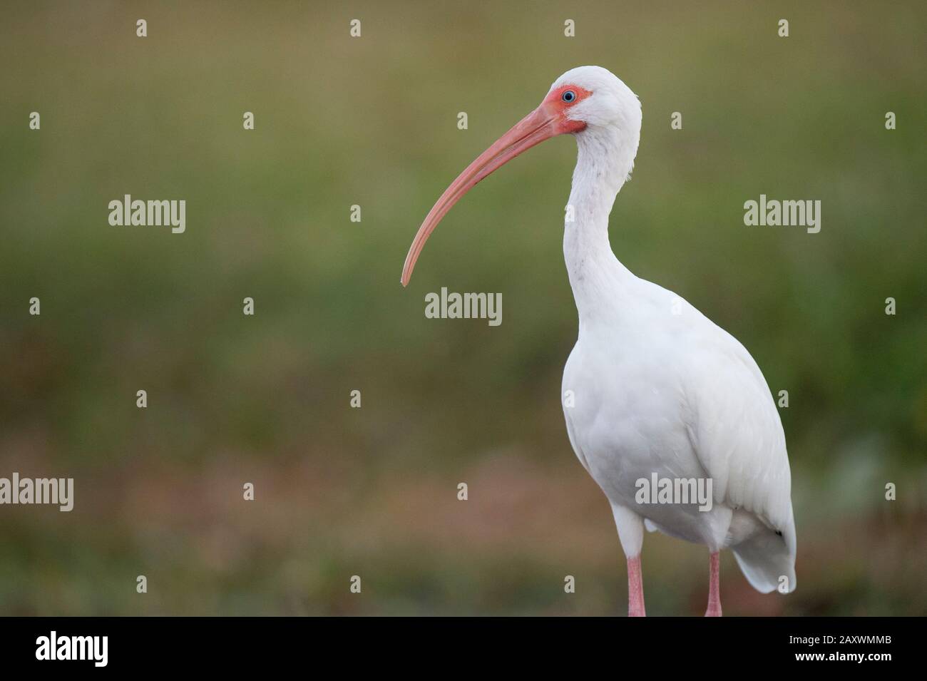 Portrait of a White Ibis in soft light with a smooth green background. Stock Photo