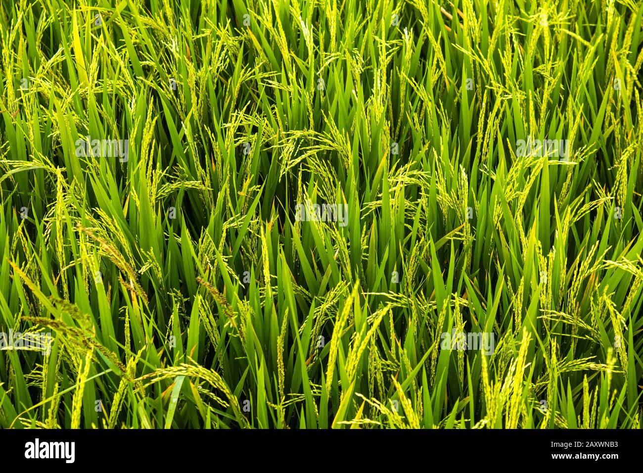 Scenic view of the rice fields, Tamil Nadu, India. Paddy field with