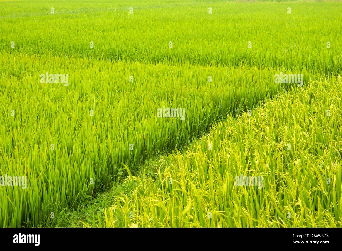 landscape-view-of-the-rice-fields-tamil-nadu-india-view-of-paddy