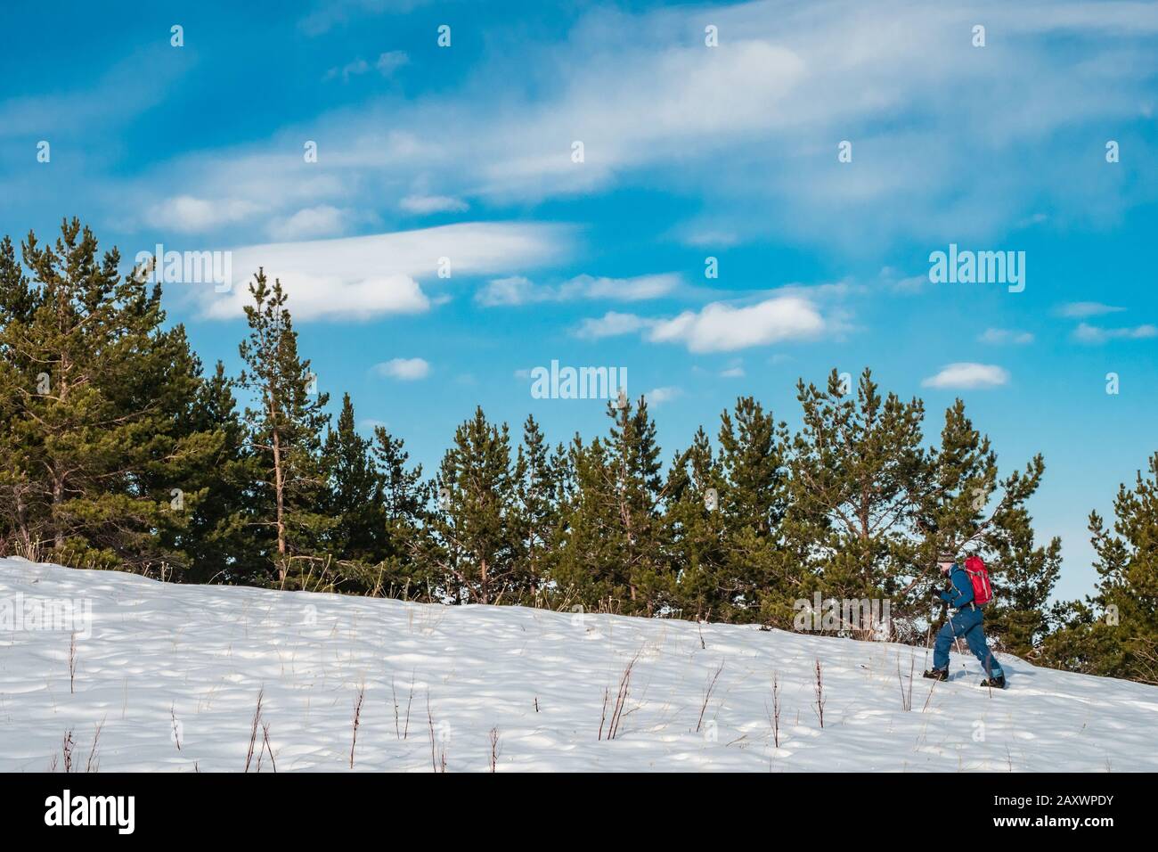 A man is engaged in skituring on split snowboarding. A man walks against a background of spruce forest. Mountains of Kyrgyzstan Stock Photo