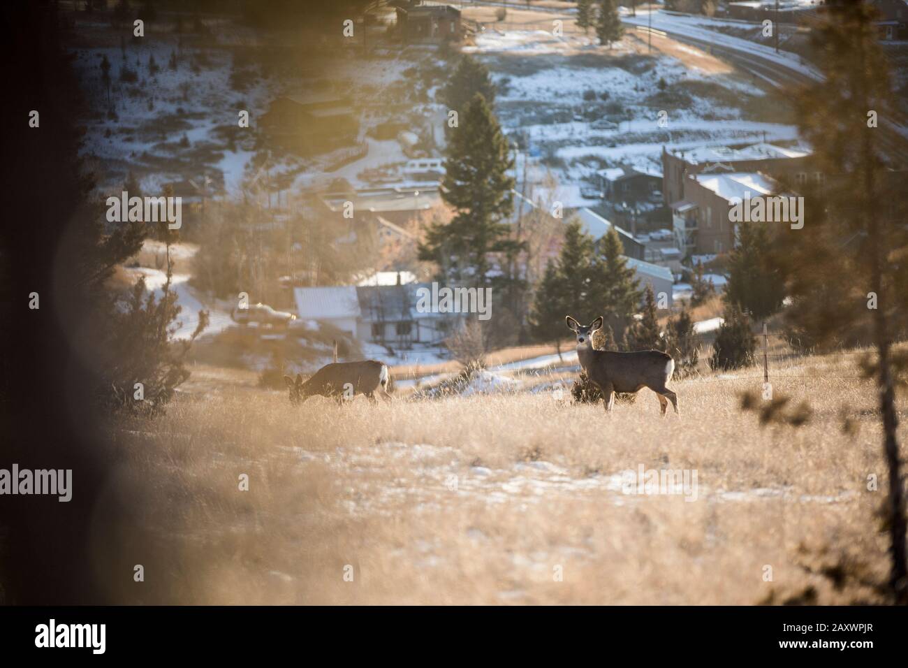 A deer in winter above the small rural town of Philipsburg, Montana Stock Photo