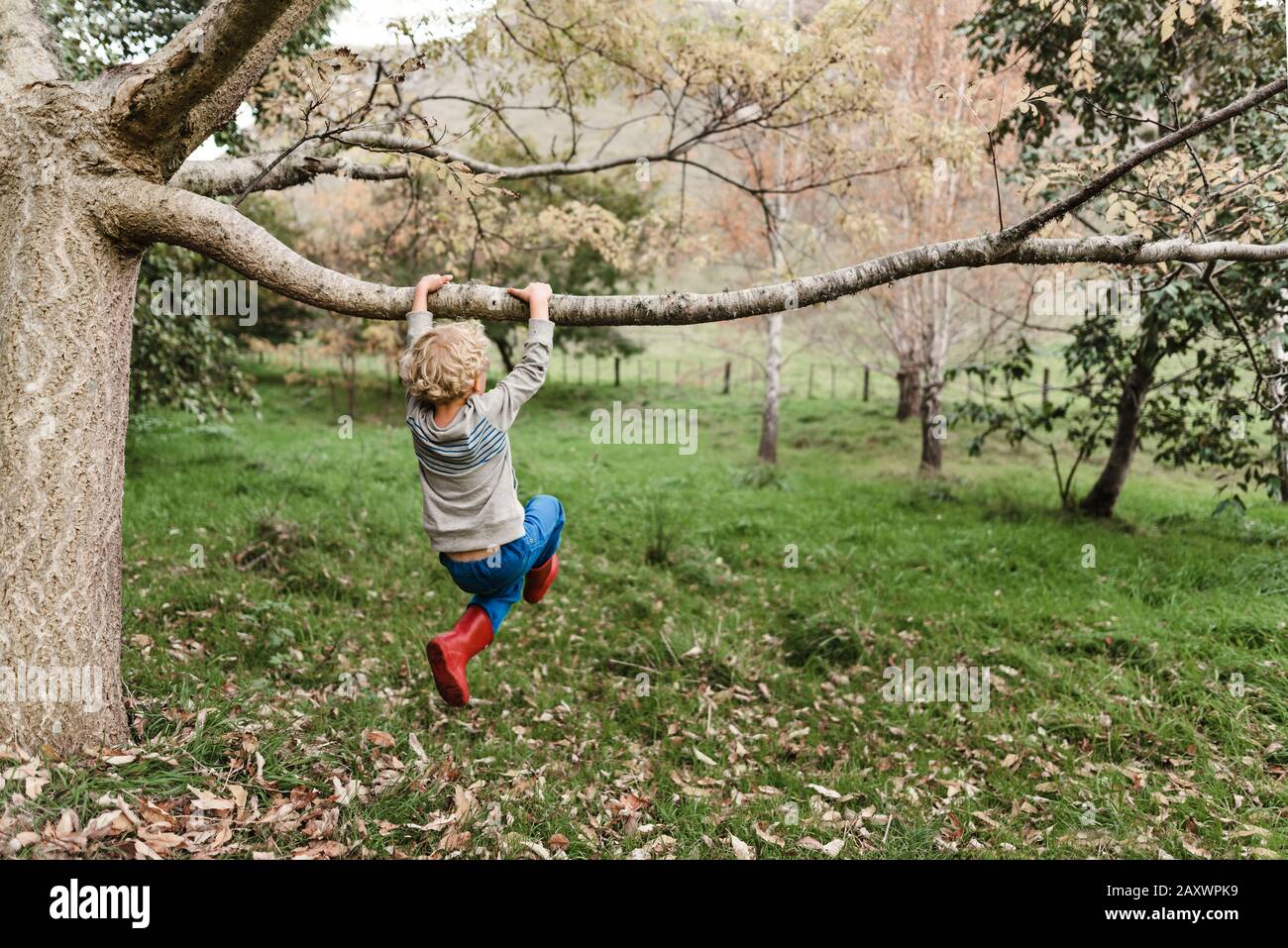 Preschooler swinging from a tree branch in New Zealand Stock Photo