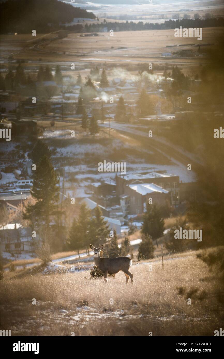 A deer in winter above the small rural town of Philipsburg, Montana Stock Photo