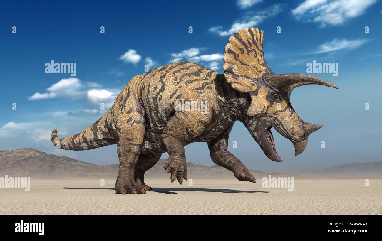 Triceratops, dinosaur reptile stomping, prehistoric Jurassic animal in deserted nature environment, 3D illustration Stock Photo