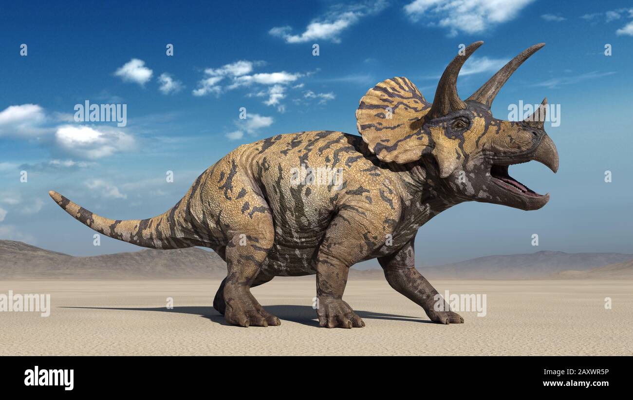 Triceratops, dinosaur reptile roaring, prehistoric Jurassic animal in deserted nature environment, 3D illustration Stock Photo