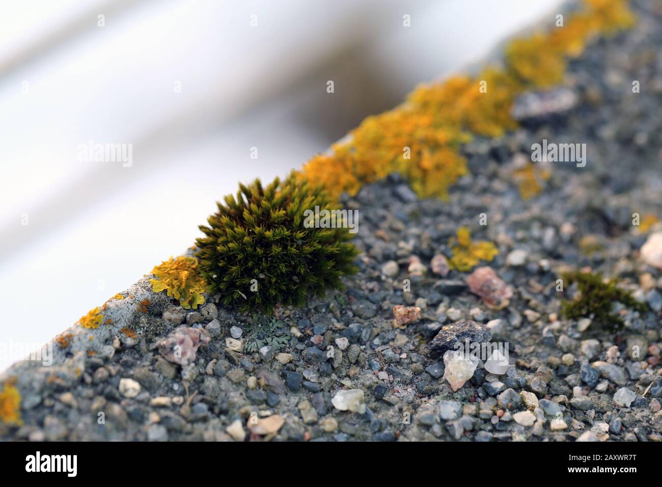 Plenty of small golden colored maritime sunburst lichen (xanthoria parietina) with green moss and some small rocks. Closeup / macro image. Stock Photo