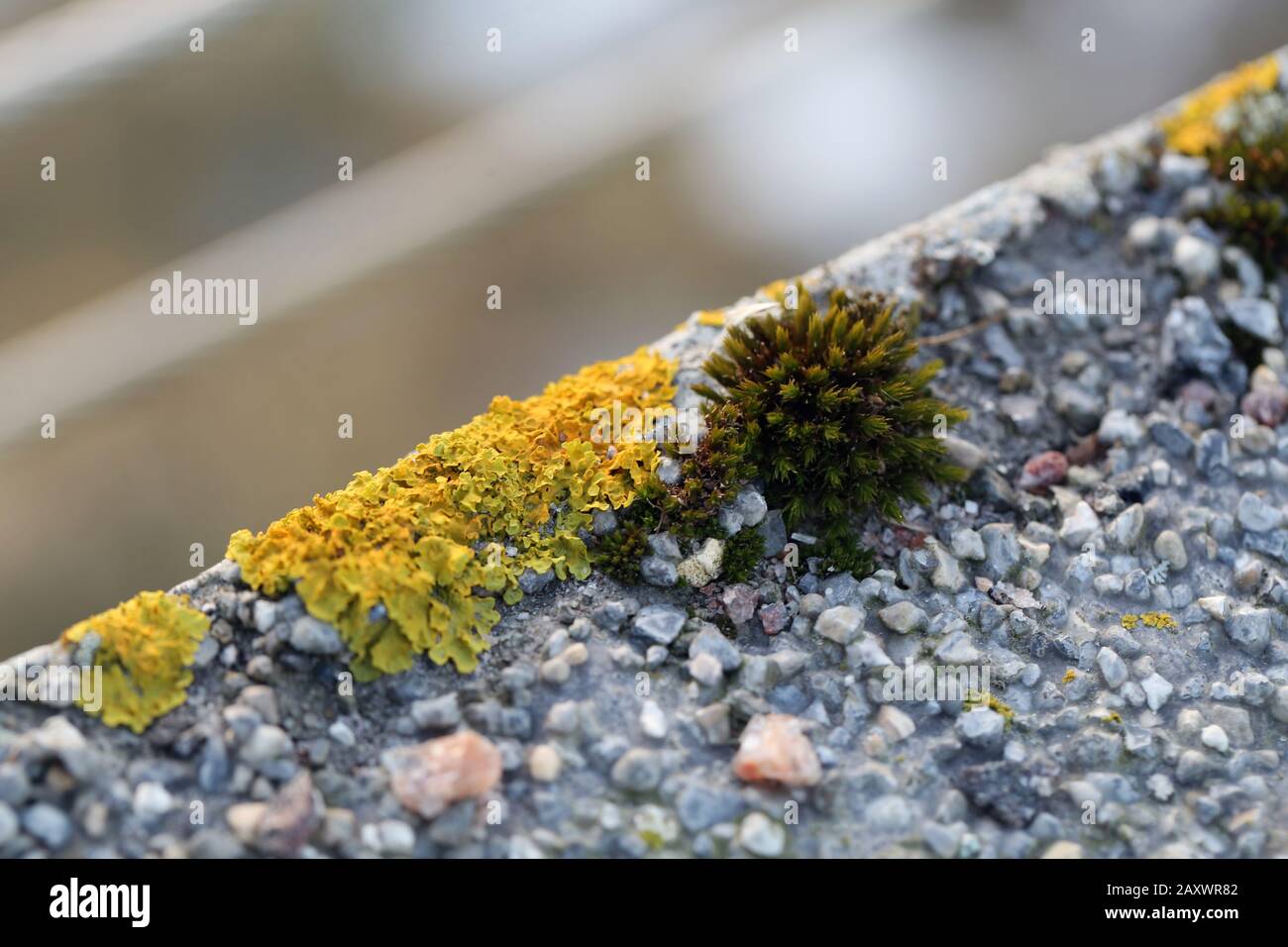 Plenty of small golden colored maritime sunburst lichen (xanthoria parietina) with green moss and some small rocks. Closeup / macro image. Stock Photo