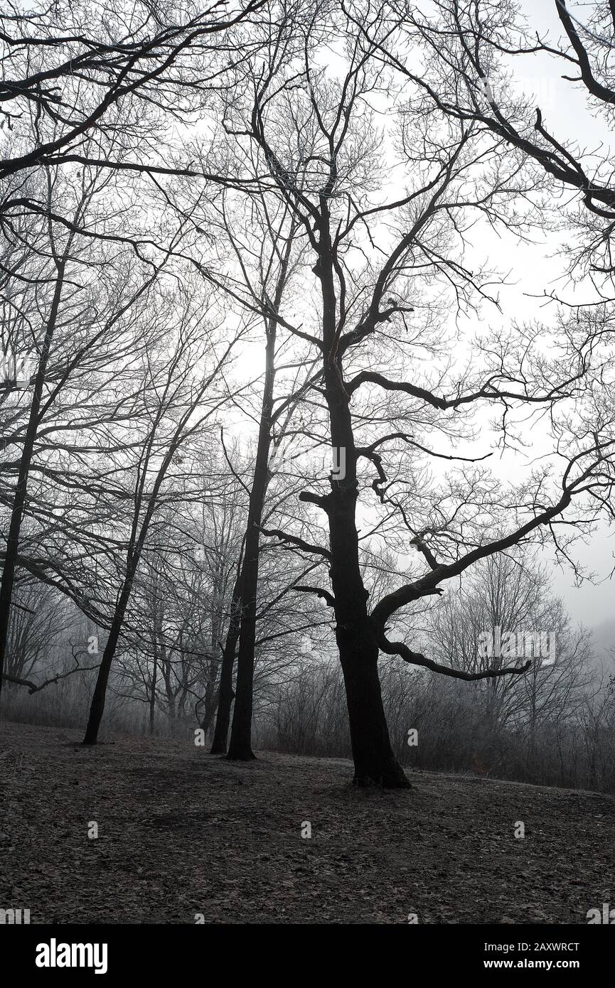 Gloomy Winter Forest During Fog Covered With Frost In Cloudy Weather Without Sun Stock Photo Alamy