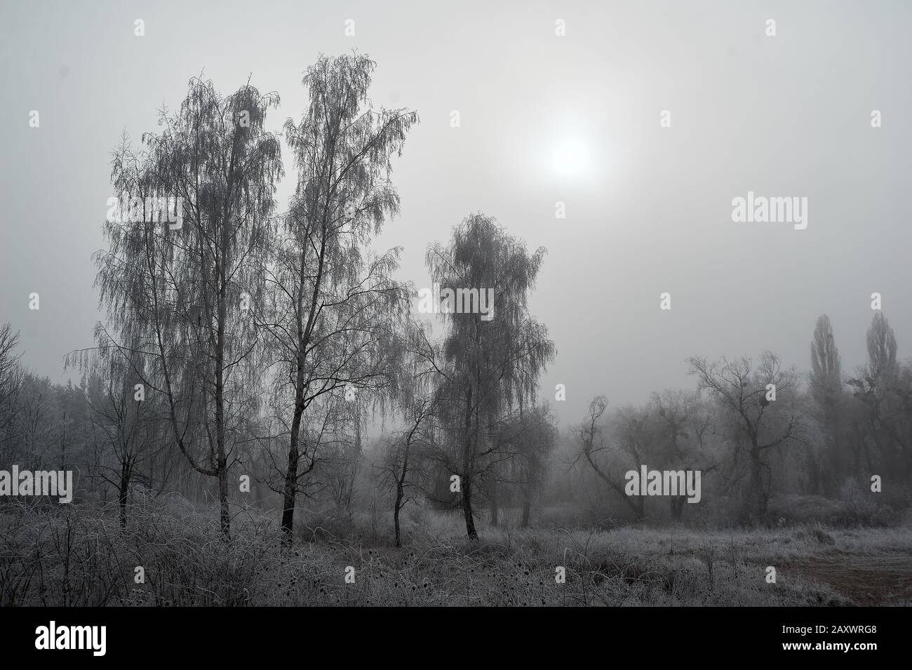 Gloomy Winter Forest During Fog Covered With Frost In Cloudy Weather Without Sun Stock Photo Alamy