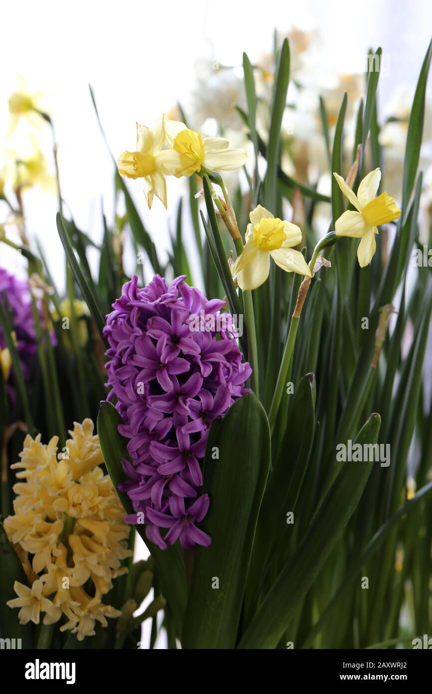 Celebrating Spring's First Flower: The Daffodil - Avas Flowers
