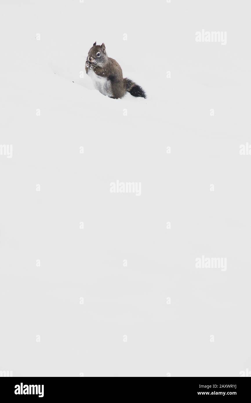 Squirel in snow hires stock photography and images Alamy