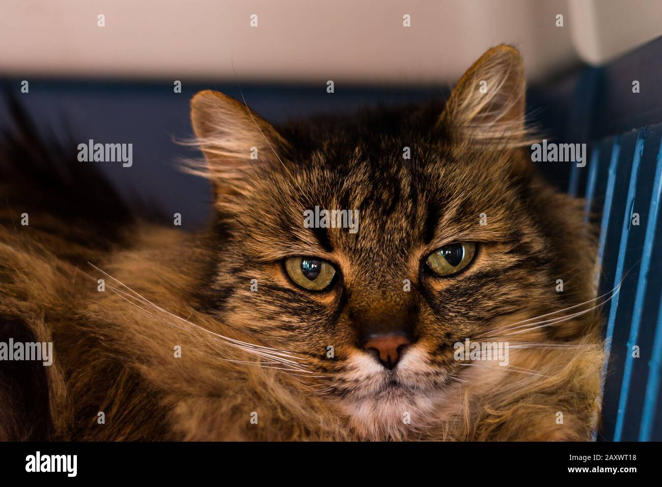 Domestic longhair cat breed at the veterinary clinic stock photo alamy