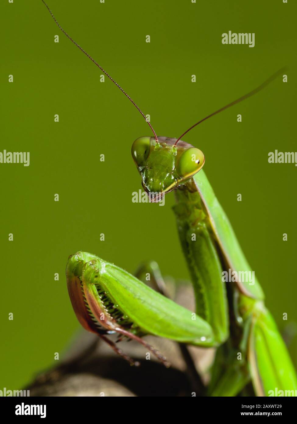 Close-up of a praying mantis Stock Photo