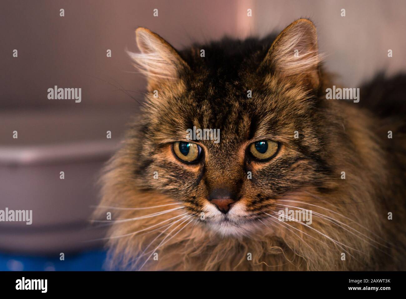 domestic longhair cat breed at the veterinary clinic Stock Photo - Alamy