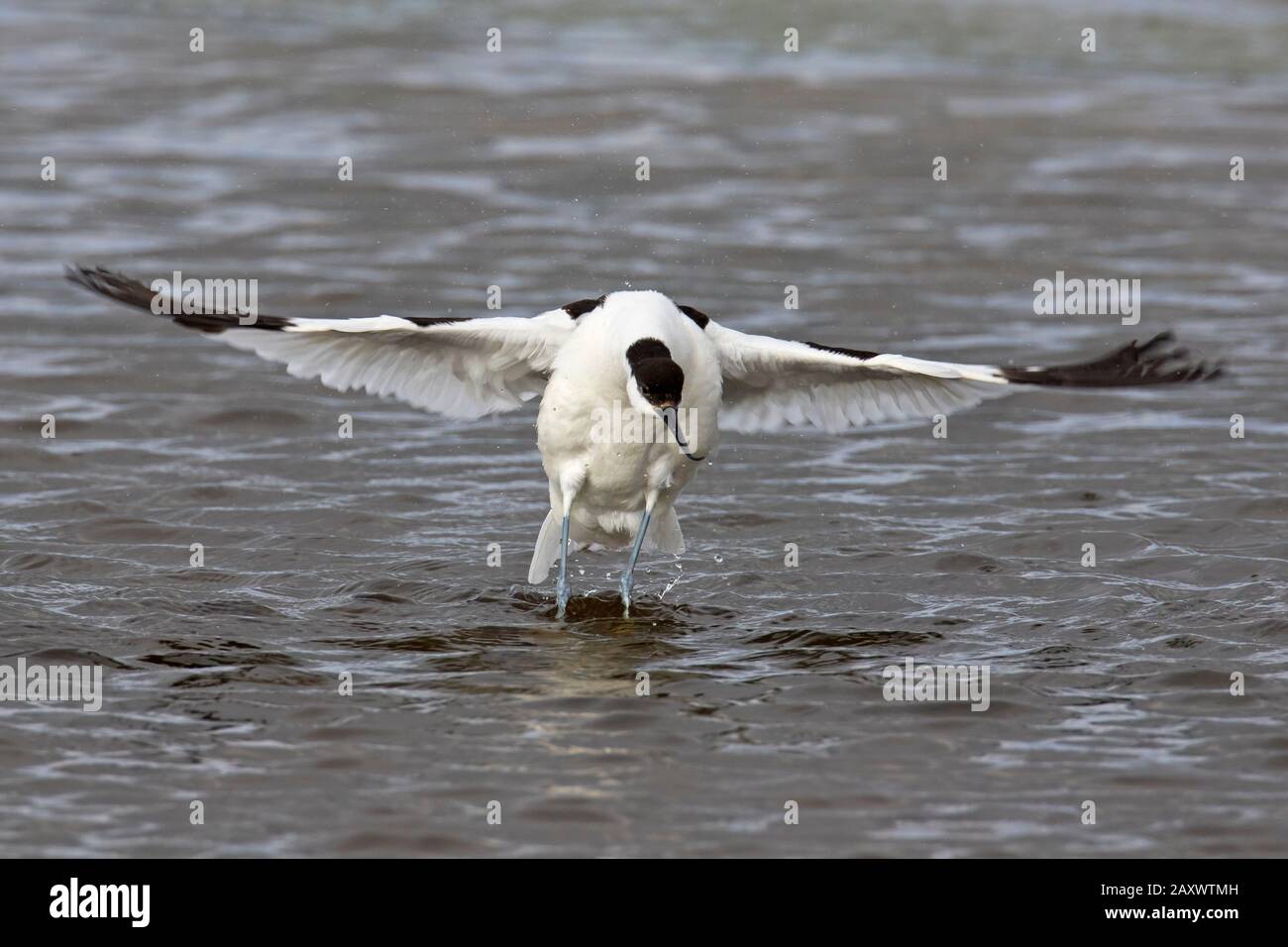 Pied avocet (Recurvirostra avosetta) in shallow water flapping wings dry after bathing Stock Photo