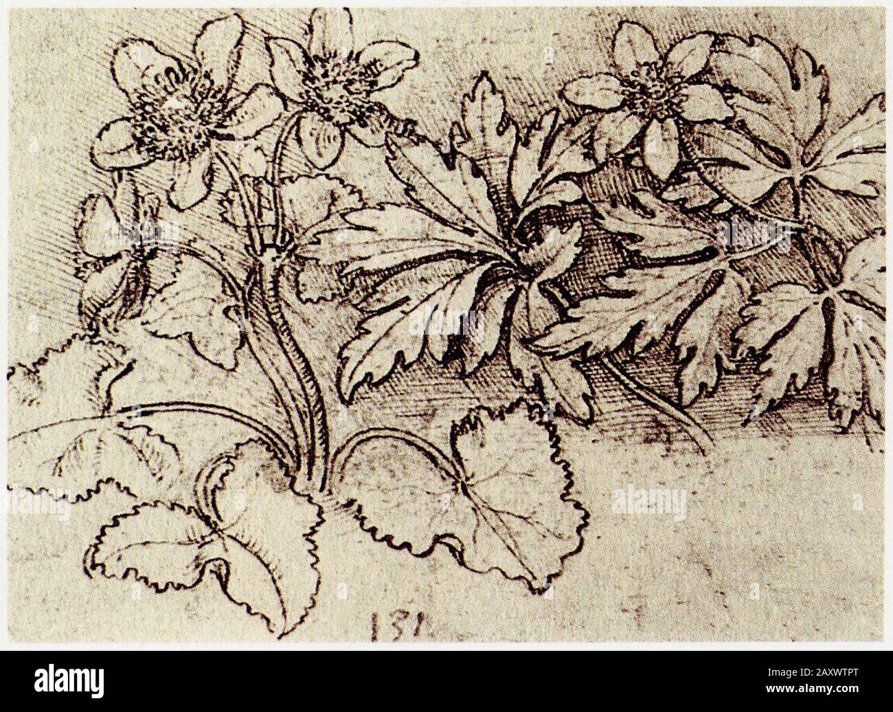 Leonardo Da Vinci Study Of Flowers For The Leda 1508 1510 Stock Photo Alamy Leonardo Da Vinci Study Of Flowers For The Leda 1508 1510 Stock Photo Alamy