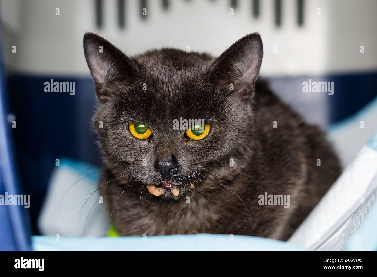 kitten with panleukopenia and nausea at the veterinary clinic Stock Photo