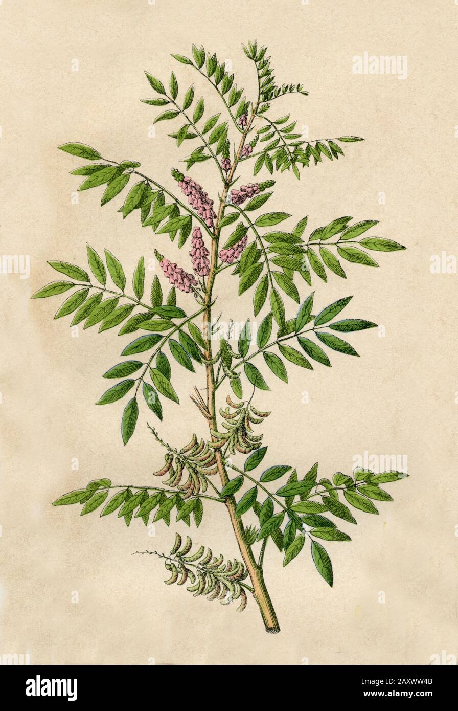 anil indigo Indigofera suffruticosa,  (botany book, 1879) Stock Photo