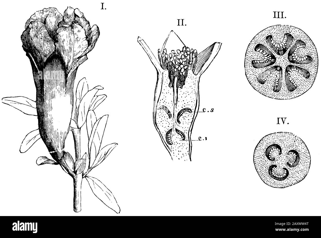 Pomegranate, Punica granatum, anonym (botany book, 1875) Stock Photo