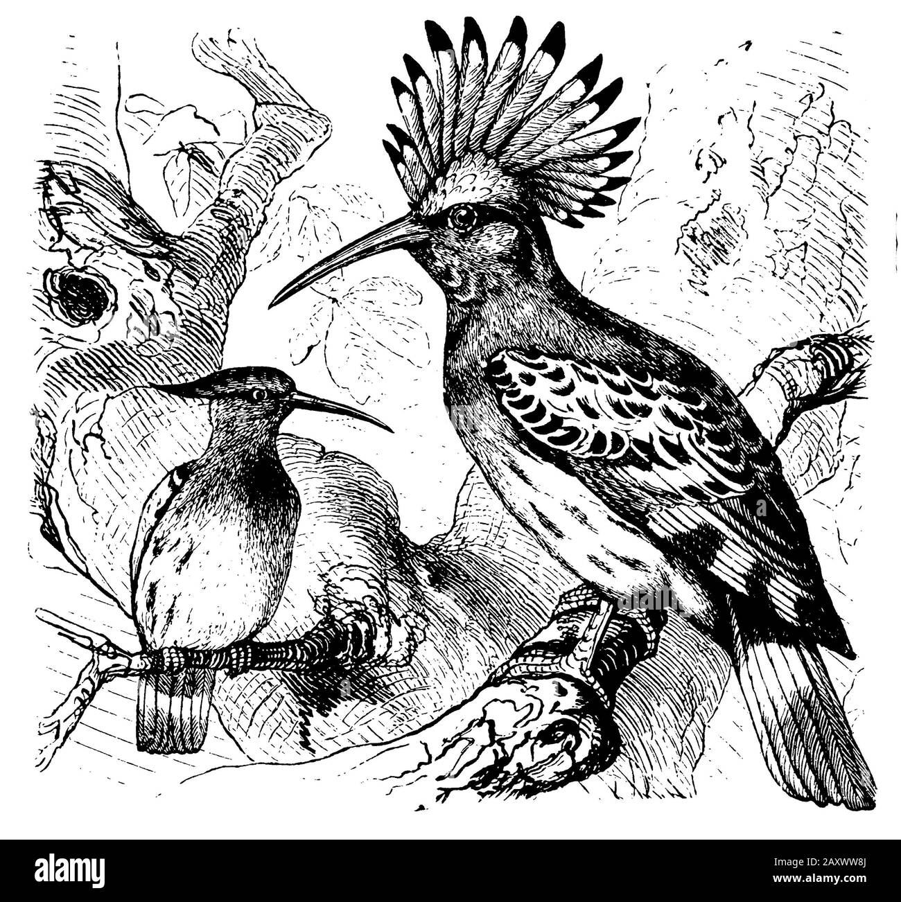 Eurasian hoopoe, Upupa epops,  (encyclopedia, 1898) Stock Photo