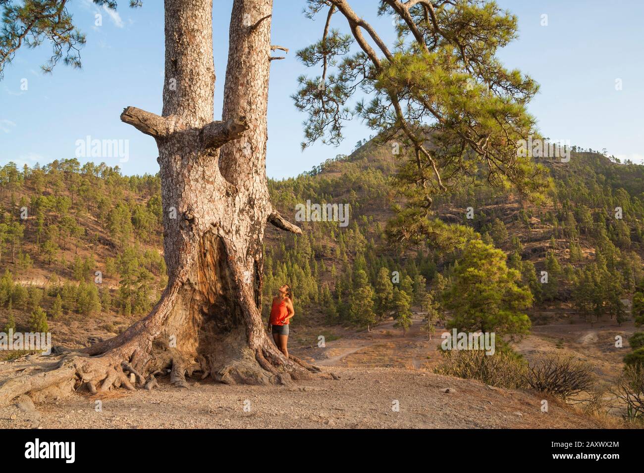 Pino canario canario pino pinus canariensis hi-res stock photography ...