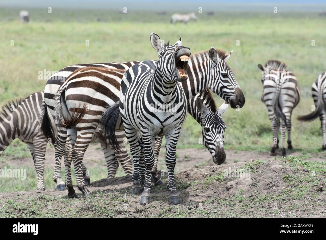 Zebra shows its teeth during gathering for the great migration in Serengeti National Park, Tanzania. Stock Photo