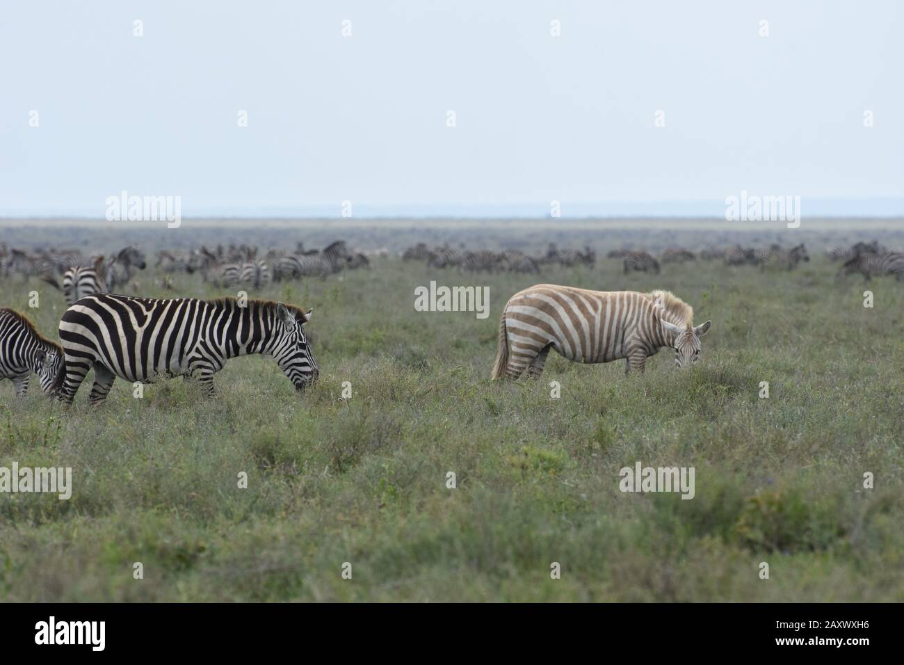 Rare Albino Zebra in the great migration herds on the Serengeti plains, Tanzania. Stock Photo