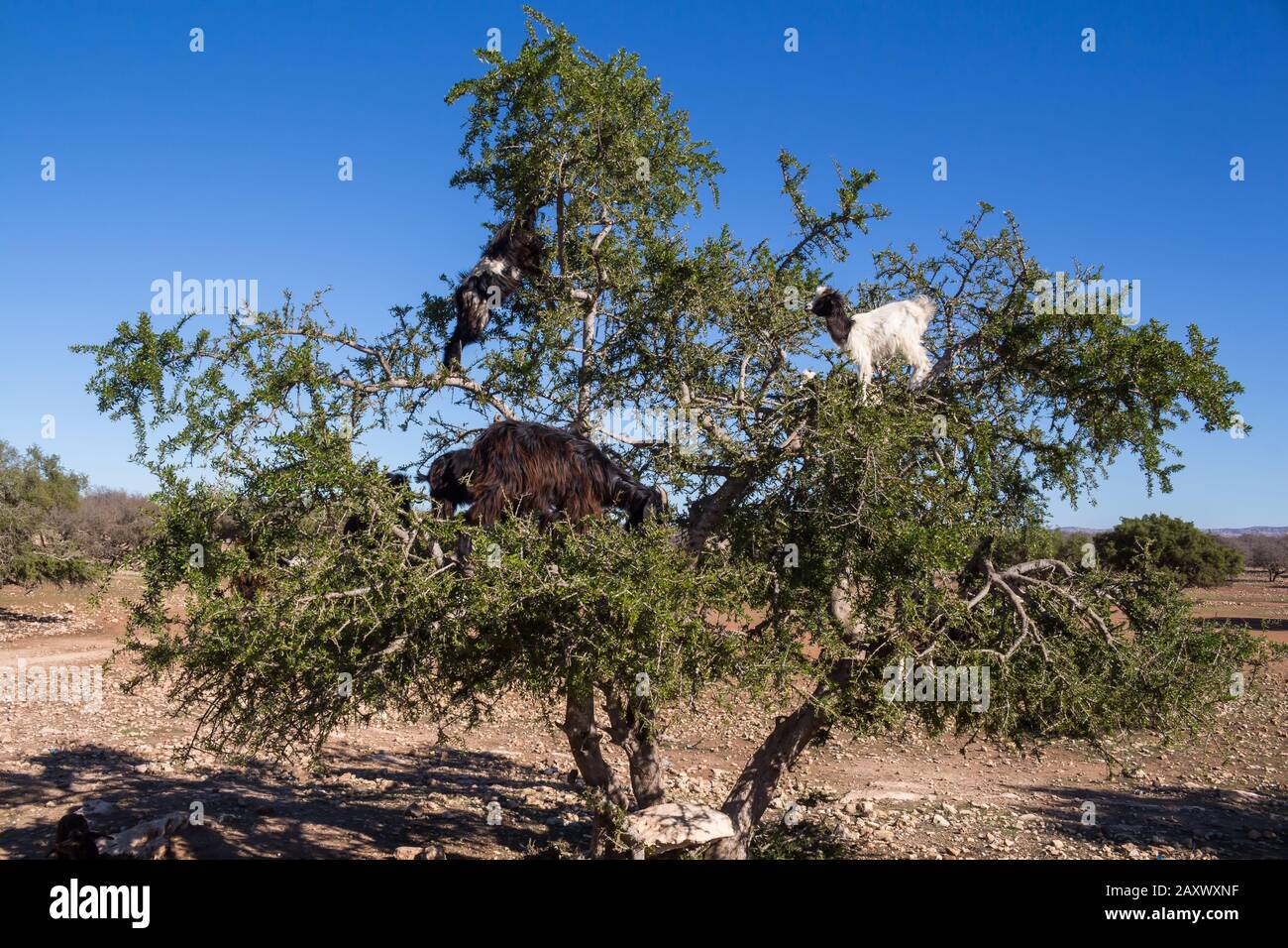 Dry soil sith a green argan tree and a herd of goats climbing the tree. Bright blue sky. Western coast of Atlantic ocean, Morocco. Stock Photo