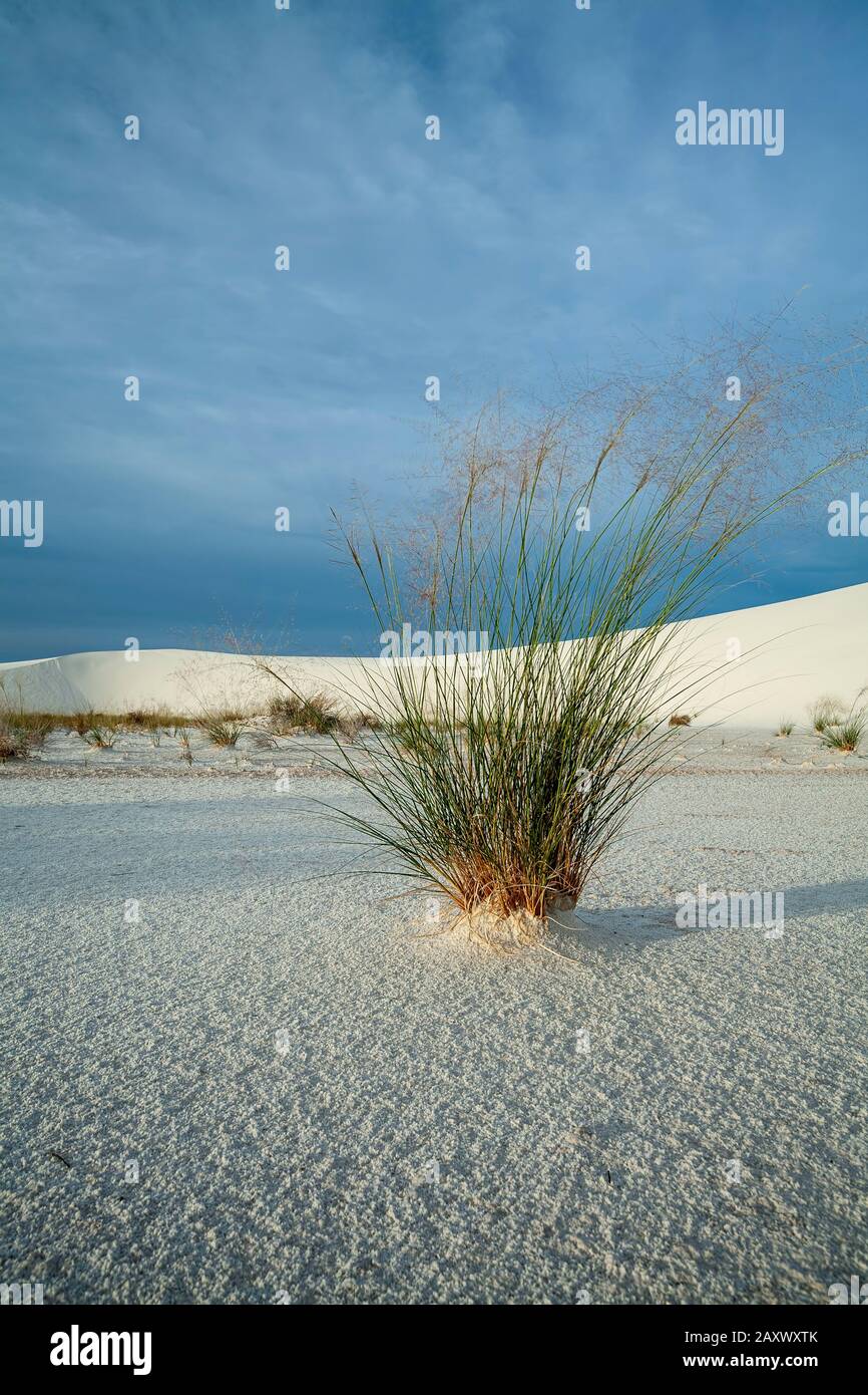 Grasses and sand dunes, White Sands National Park, Alamogordo, New